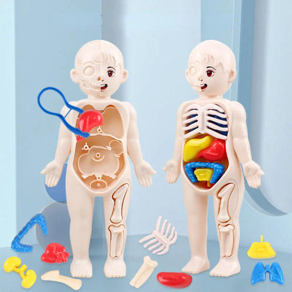 14-Piece Educational Human Anatomy Assembly Kit for Children