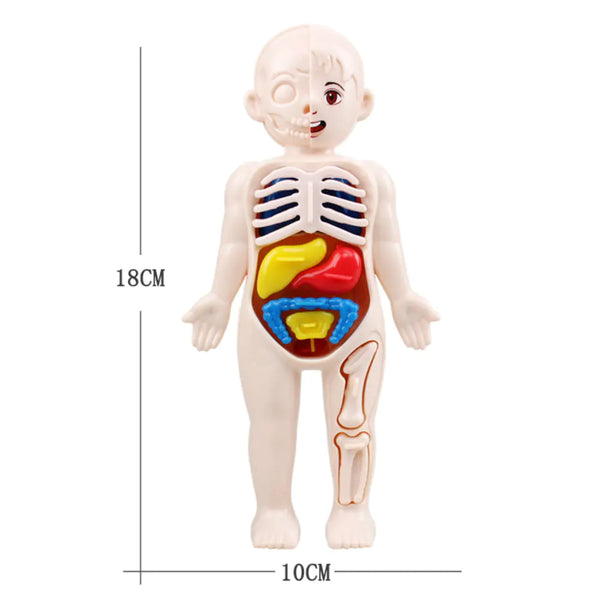 14-Piece Educational Human Anatomy Assembly Kit for Children