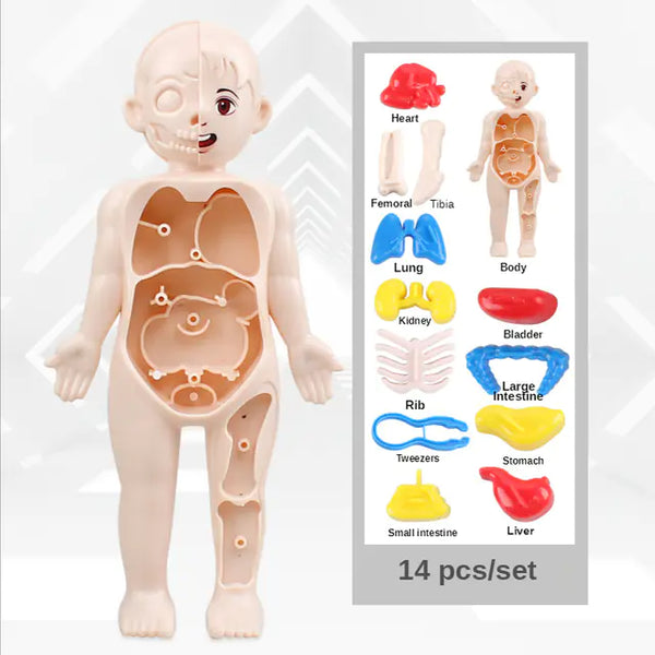 14-Piece Educational Human Anatomy Assembly Kit for Children