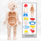 14-Piece Educational Human Anatomy Assembly Kit for Children