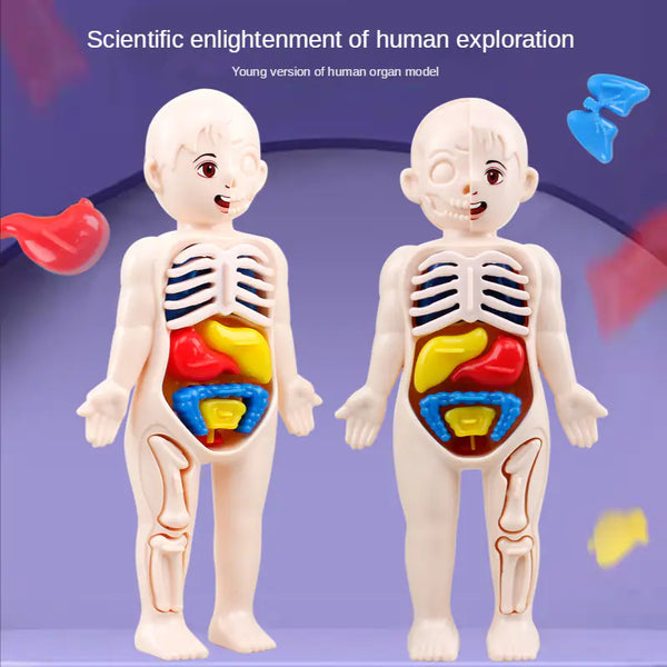 14-Piece Educational Human Anatomy Assembly Kit for Children